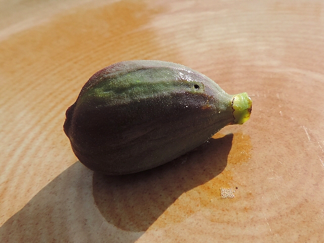 Figue immature avec trou de sortie de larve de Silba adipata McAlpine, de texture souple sous le doigt