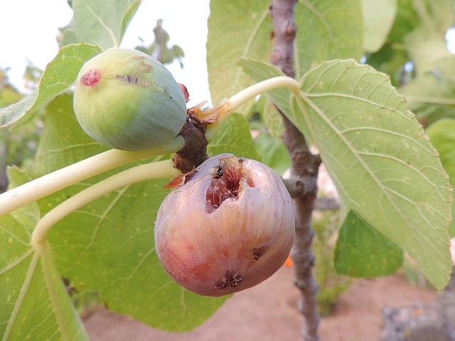 Mouche de la figue se nourrissant sur l'infrutescence d'une figue m�re attaqu�e par les oiseaux