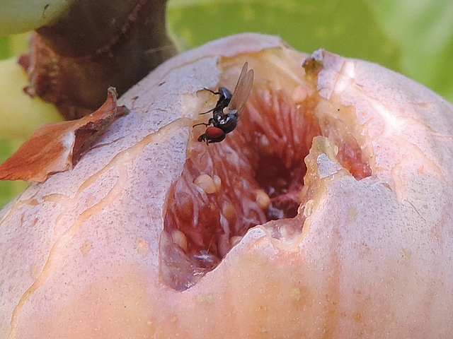 Mouche de la figue se nourrissant sur l'infrutescence d'une figue m�re attaqu�e par les oiseaux