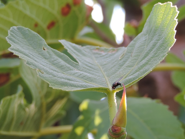Mouche de la figue se nourrissant sur le dessus d'une petite feuille de figuier horizontale