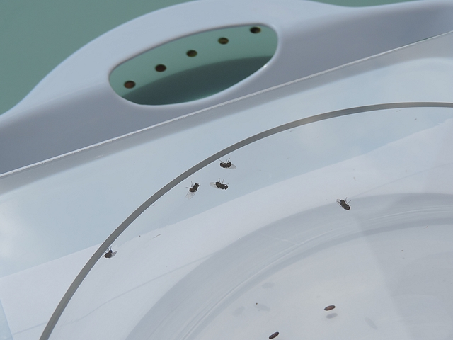 Silba adipata McAlpine : adultes sur le revers de la plaque de verre du dispositif pour mesure en face ventrale