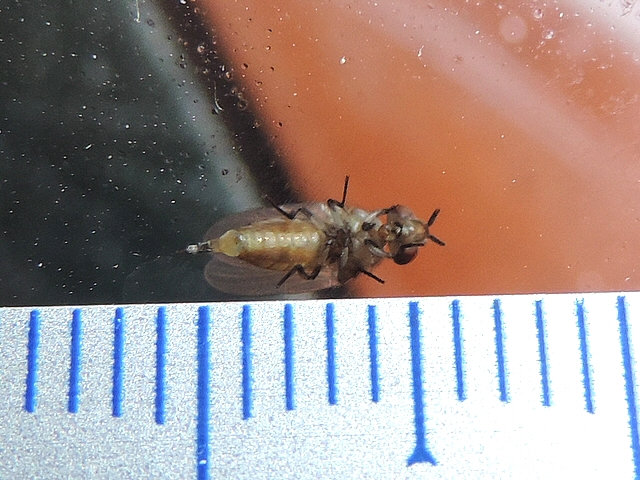 Silba adipata McAlpine : mesure de la longueur d'une jeune femelle non encore color�e de noir (4,5 mm)