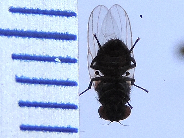 Silba adipata McAlpine : mesure de la taille d'un m�le en face ventrale (3,5 mm)