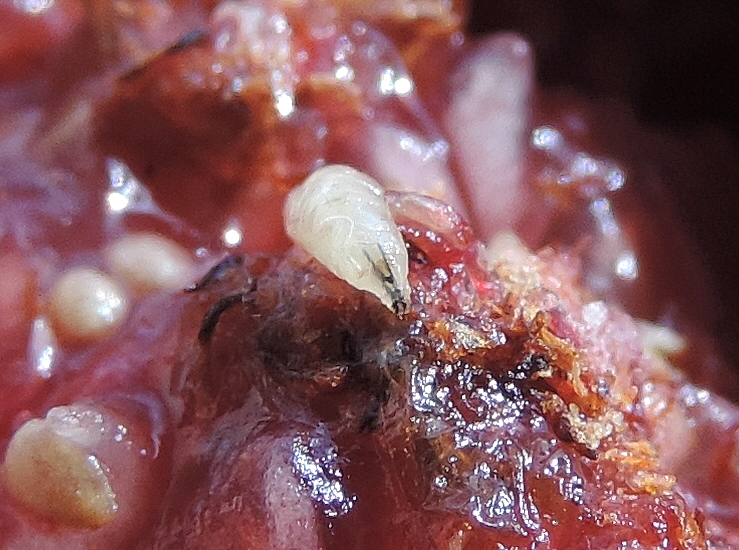 Larve de Silba adipata McAlpine : armature pharyngienne (en V) prolong�e des mandibules, ce qui forme un "Y".