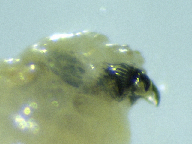Larve de Silba adipata Mcalpine : lobe oral avec lignes transversales.