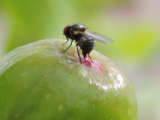 Silba adipata McAlpine : ponte (oviposition) dans l'ostiole d'une figue immature