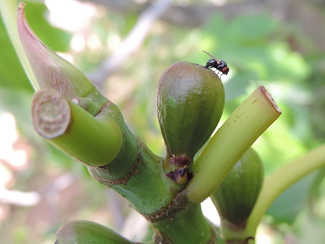 Silba adipata McAlpine : ponte (oviposition) dans une figue immature.