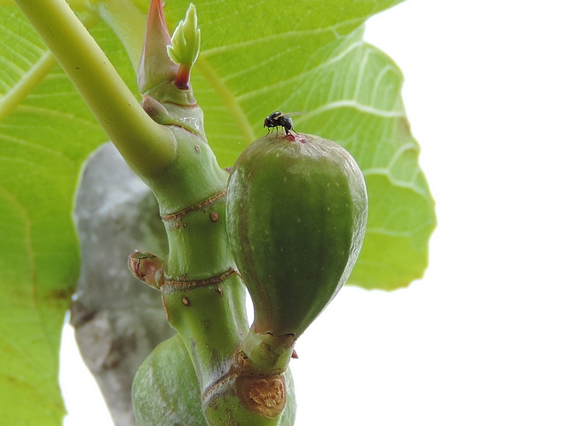 Silba adipata McAlpine : ponte (oviposition) dans une figue immature (vari�t� 'Bellone')