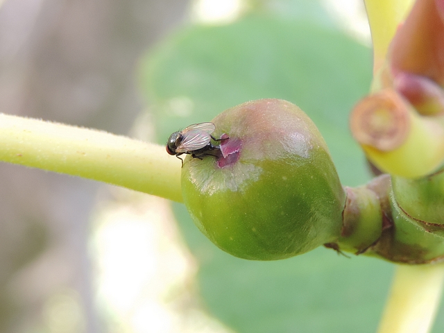 Silba adipata McAlpine : ponte (oviposition) dans une figue immature 'Bellone'.