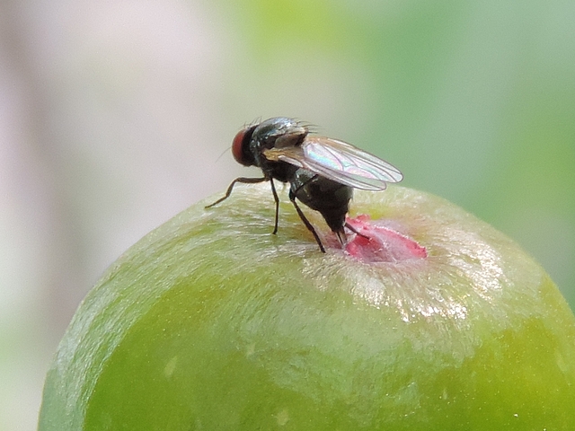 Silba adipata McAlpine : ponte (oviposition) sous une �caille ostiolaire d'une figue immature