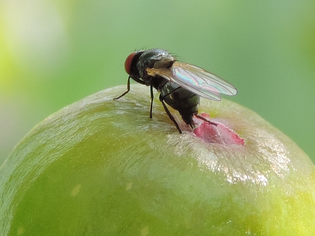 Silba adipata McAlpine pondant sous une �caille ostiolaire d'une figue immature.
