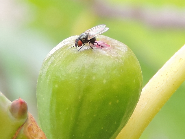 Silba adipata McAlpine : ponte (oviposition) dans l'ostiole d'une figue immature (vari�t� 'Bellone')