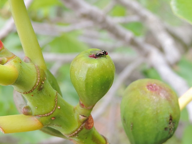 Silba adipata McAlpine : ponte (oviposition) sous les �cailles ostiolaires d'une figue immature.