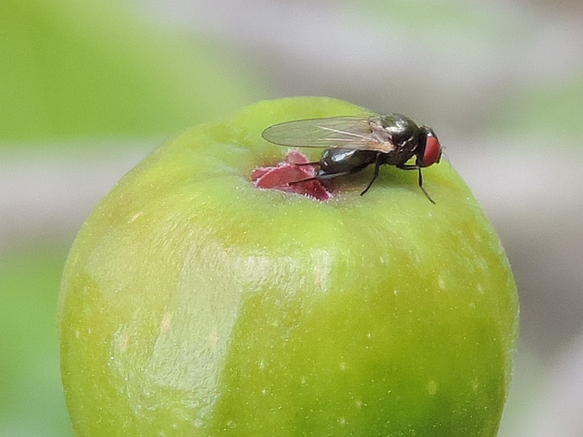 Silba adipata McAlpine pondant sous une �caille ostiolaire d'une figue immature (vari�t� 'Bellone').