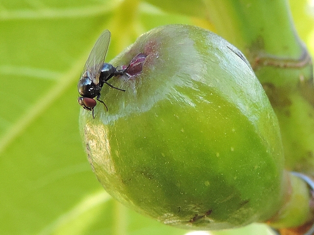 Silba adipata McAlpine pondant sous une �caille ostiolaire d'une figue immature.