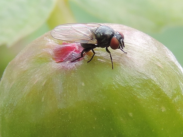 Silba adipata McAlpine : ponte (oviposition) sous une �caille ostiolaire d'une figue immature.