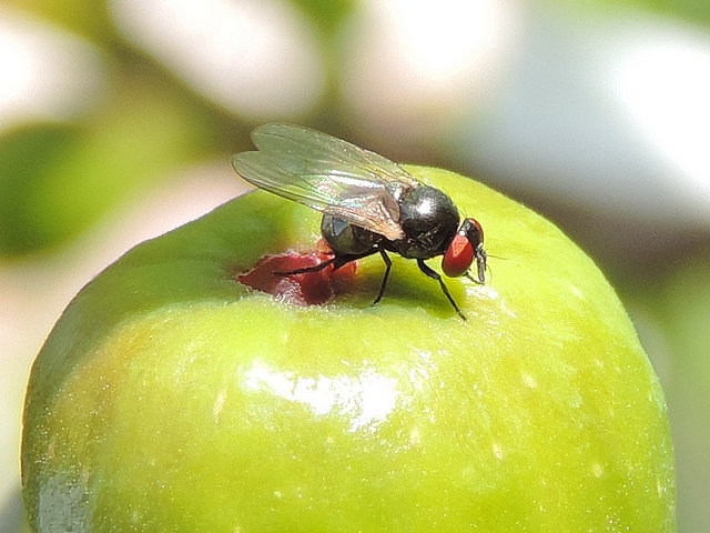 Silba adipata McAlpine pondant sous une �caille ostiolaire d'une figue immature (vari�t� 'Bellone').