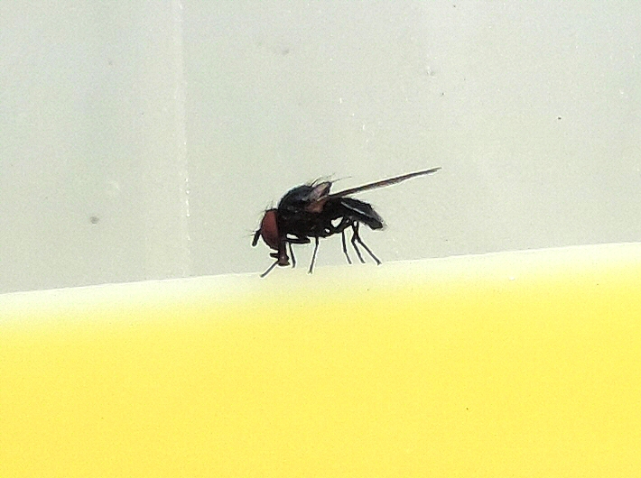 Mouche noire du Figuier consommant les traces de liquide attractif � la jonction couvercle/r�cipient d'un pi�ge McPhail
