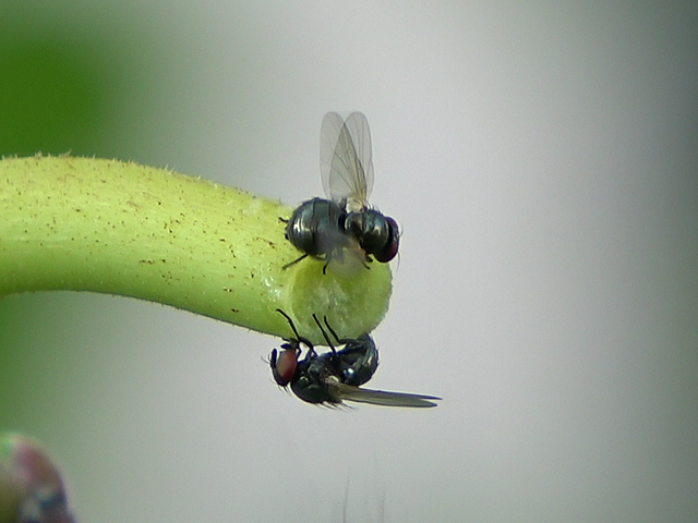 Silba adipata McAlpine : mouche prise � partie, battant des ailes en sortie de la charge 4 de la mouche en vol