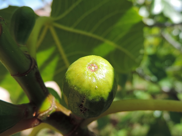 Aspect caract�ristique (centre blanch�tre) d'un ostiole de figue immature attaqu� par les fourmis