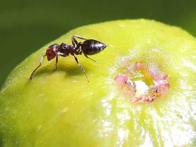 Aspect caract�ristique d'un ostiole de figue immature attaqu� par les fourmis