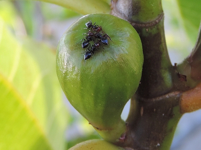 Fourmis d�chiquetant les �cailles ostiolaires d'une figue immature pour extraire des oeufs de Silba adipata McAlpine