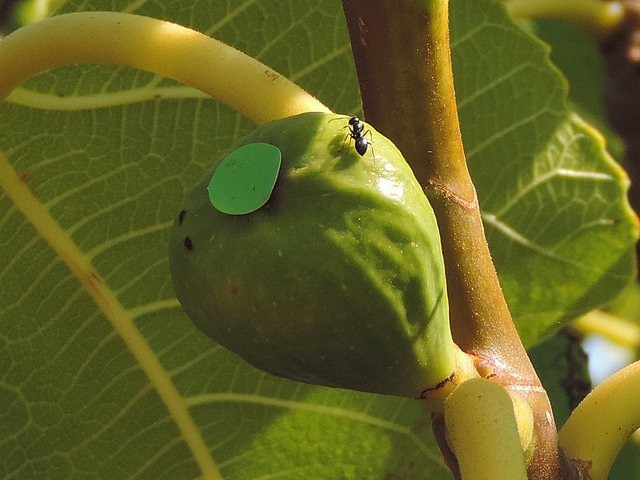 Fourmi au sommet d'une figue immature 