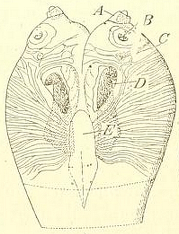 Silba adipata McAlpine : capsule c�phalique de la larve, (vue de dessous).