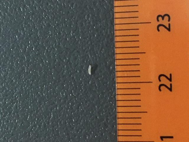 Silba adipata McAlpine : larve de moins de 2 mm de long trouv�e � l'int�rieur d'une caprifigue de type 