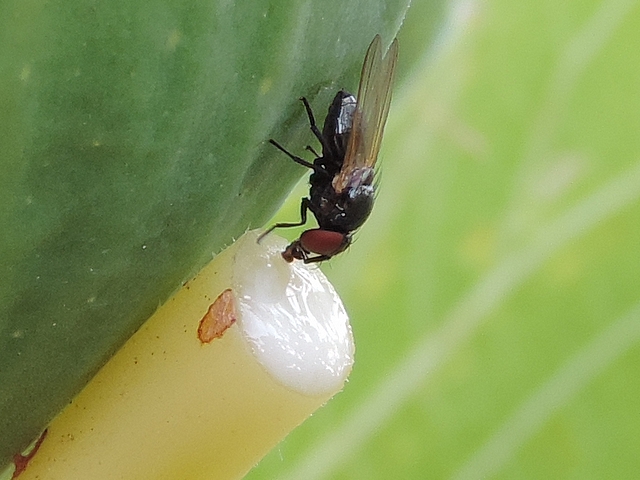 Silba adipata McAlpine consommant le latex suintant d'une coupe de p�tiole de feuille de figuier