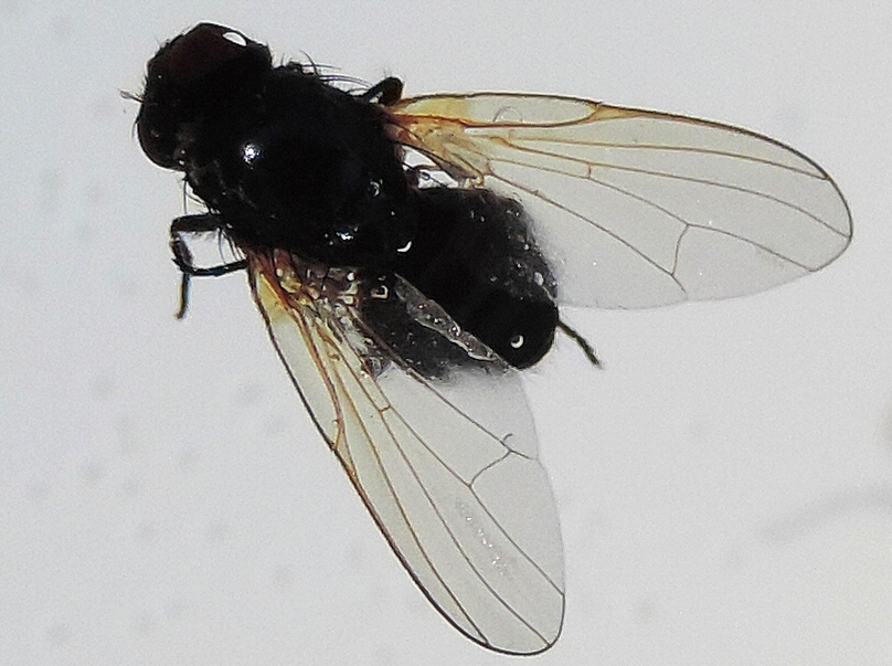 Silba adipata McAlpine : nervation du bord ant�rieur de l'aile.