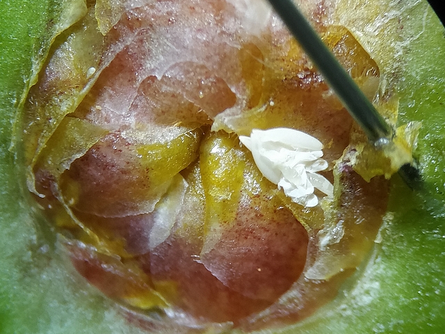 Silba adipata McAlpine : oeufs et enveloppes d'oeufs vides sous une �caille ostiolaire d'une figue immature