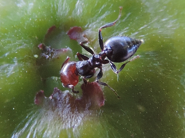 Silba adipata McAlpine : fourmi extrayant des oeufs de l'ostiole d'une figue immature