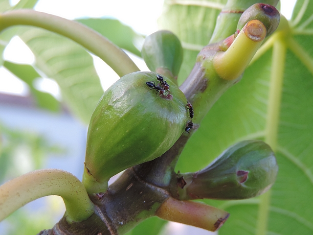 Fourmis d�chiquetant les �cailles ostiolaires d'une figue immature pour extraire des oeufs de Silba adipata McAlpine