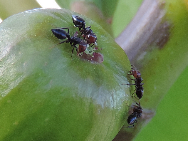 Fourmis d�chiquetant les �cailles ostiolaires d'une figue immature pour extraire des oeufs de Silba adipata McAlpine
