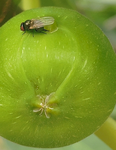 Silba adipata McAlpine : oviposition sous une �caille �pidermique �loign�e de l'ostiole (figue immature)
