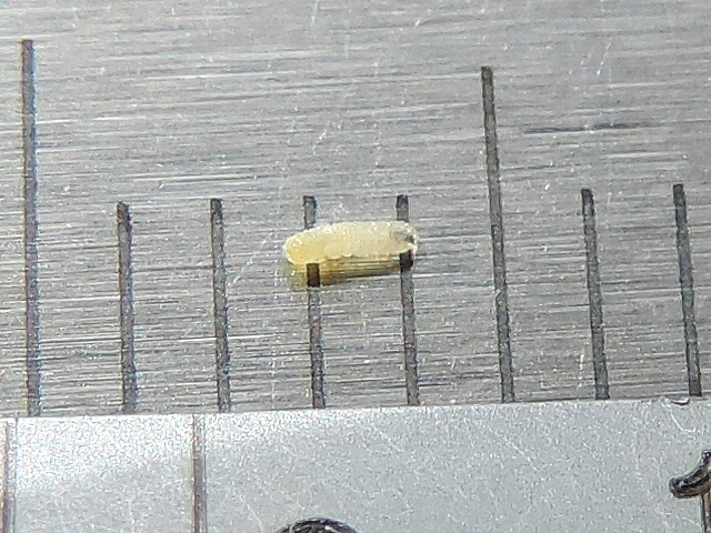 Silba adipata McAlpine : larve de 1,5 mm de long