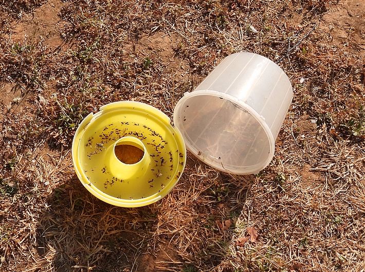 Ouverture d'un pi�ge McPhail charg� avec une solution aqueuse d'attractif alimentaire.