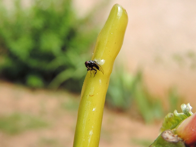 SSilba adipata McAlpine : individu captur� sur un p�tiole de feuille de figuier englu� et app�t� au latex pur