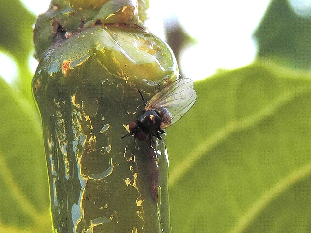 Mouche noire du Figuier sur rameau englu�, semblant consommer le latex au bas d'un point de suintement