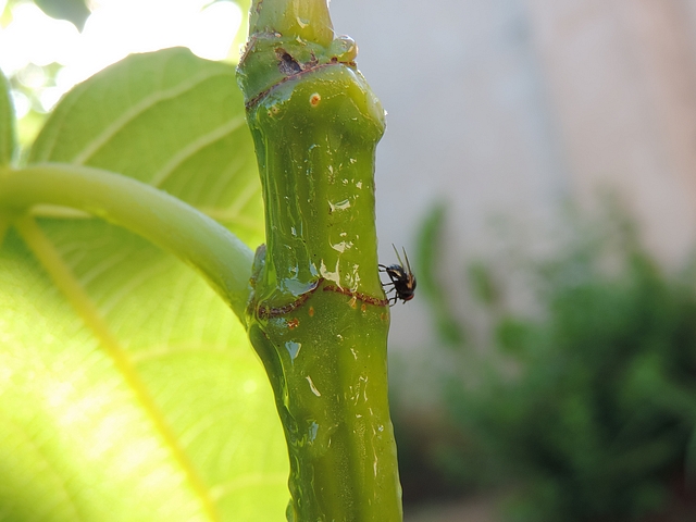 Mouche noire du Figuier marchant sur un rameau englu�
