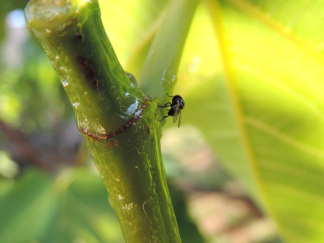 Mouche noire du Figuier �chappant � la glu �tal�e sur un rameau de l'ann�e