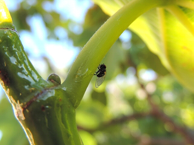 Mouche noire du Figuier ayant �chapp� � la glu et s'appr�tant � s'envoler