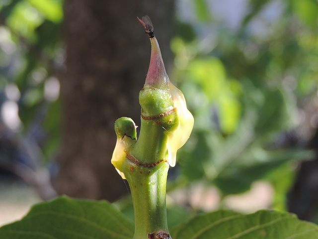 Silba adipata McAlpine : pi�ge 1, mouche noire du Figuier sur bourgeon apical non englu�