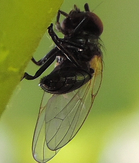 Mouche noire du Figuier ayant �chapp� � la glu.