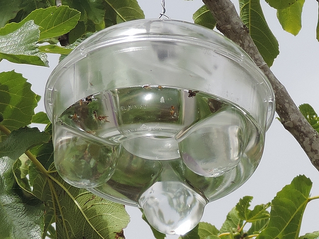 Pi�ge � gu�pes transparent de marque ECOGENE : fond trou� et retourn� en son centre 