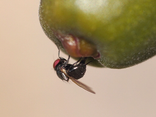 Silba adipata McAlpine : ponte (oviposition) dans l'ostiole d'une figue immature
