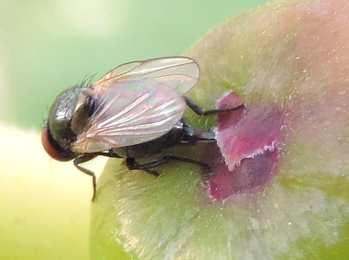 Silba adipata McAlpine : ponte (oviposition) sous une �caille ostiolaire (figue immature, vari�t� 'Bellone')