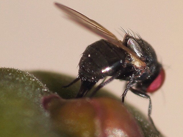 Silba adipata McAlpine : ponte (oviposition) dans l'ostiole d'une figue immature