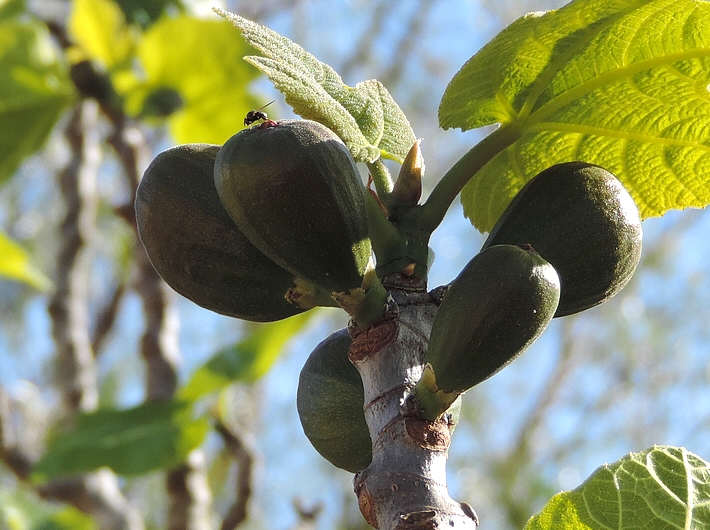 Silba adipata McAlpine : ponte (oviposition) sous une �caille ostiolaire d'une figue fleur